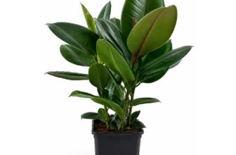 PlantaZee ficus Rubber Plant with Pot for Home Decorative and Hold on Office Desk Specially