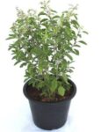 MSK EVER GREEN Live Rama (Hari) Tulsi Medicinal Plant Holy Basil Plant With Black Plastic Pot