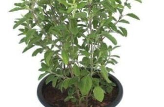 MSK EVER GREEN Live Rama (Hari) Tulsi Medicinal Plant Holy Basil Plant With Black Plastic Pot