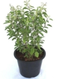 MSK EVER GREEN Live Rama (Hari) Tulsi Medicinal Plant Holy Basil Plant With Black Plastic Pot