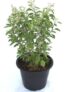 MSK EVER GREEN Live Rama (Hari) Tulsi Medicinal Plant Holy Basil Plant With Black Plastic Pot
