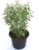 MSK EVER GREEN Live Rama (Hari) Tulsi Medicinal Plant Holy Basil Plant With Black Plastic Pot