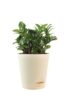 Ugaoo Dwarf Zz Zamia Natural Live Indoor Plant With Pot – Medium