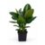 PlantaZee ficus Rubber Plant with Pot for Home Decorative and Hold on Office Desk Specially