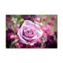 Tamatina Wall Sticker | Modern Art | Nature Art | Wall Decor | Home | Office | Hotel | Living Room | Self Adhesive | Multicolor |Size-92X58 Cms.A5902