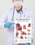 Tamatina Wall Posters | Educational Posters | Biology | Anatomy | Hospitals | Study | School | College | Laminated | Tearproof |Size-45X30 cms.a4790