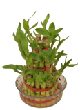 Ugaoo Lucky Bamboo 3 Layer Feng Shui Plant